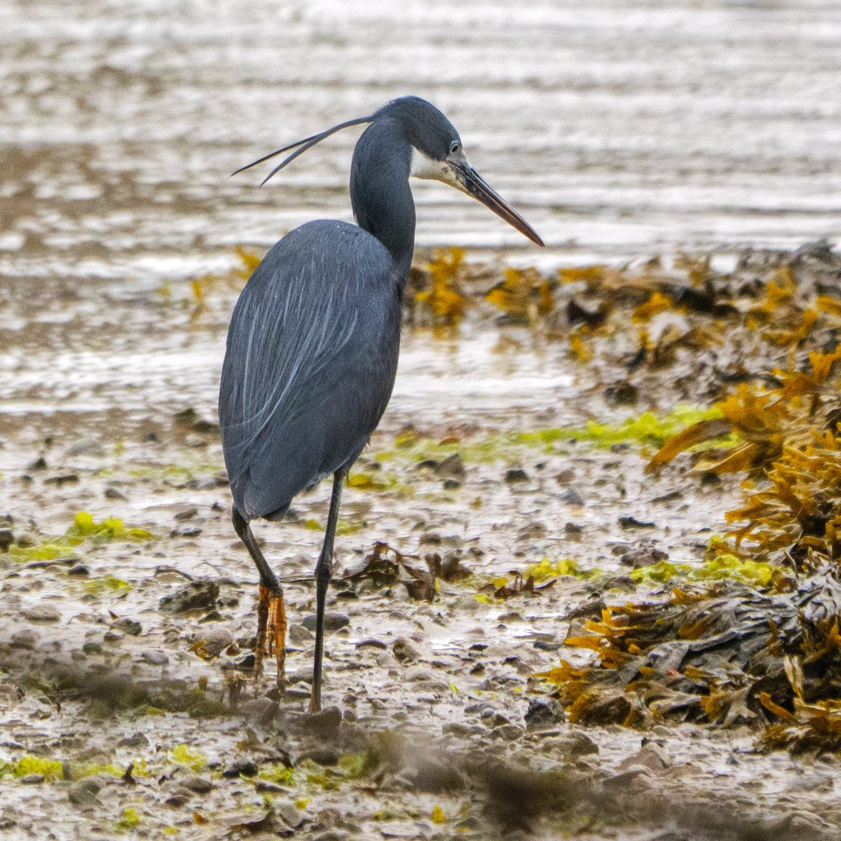 JamesWalsh60's tweet photo. Many thanks and congrats to Rob Laughton for relocating the fabulous Western Reef Heron next to Caernarfon Castle early this morning. Saved a lot of birders from spending all day searching yesterday's location 2 miles away at Foryd Bay. Great work! https://t.co/1MGxHN6lT6