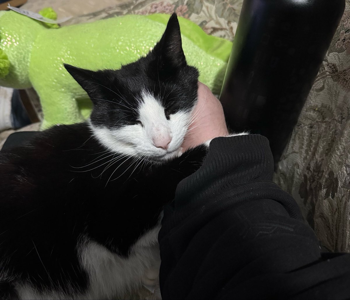 NXRK's tweet photo. Currently in Devon and all the cats demand a cwtch it seems https://t.co/bO5cHIxJBs