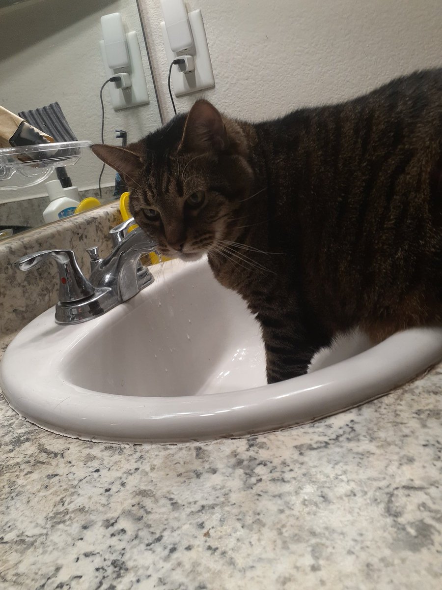 ChristopherG68's tweet photo. @DieselBABE20 This is Alex wanting a sip of water. Silly kitty. https://t.co/QTArJevTn3