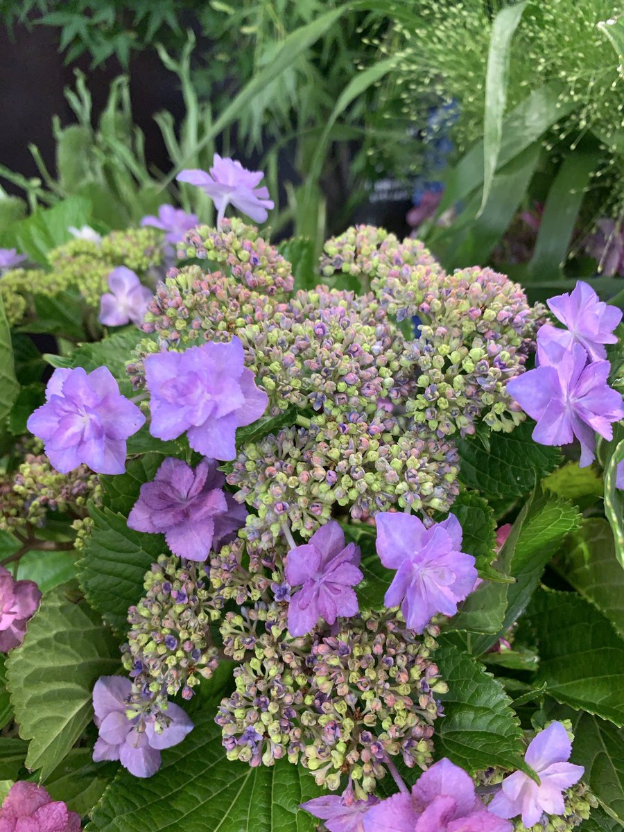 LEdGkYLRnrOkqCk's tweet photo. 6/8   𝙈𝙤𝙣𝙙𝙖𝙮   ✨

おはようございます🌿
今週もどうぞよろしくおねがいします(⁎ᴗ͈ˬᴗ͈⁎)𓏲𑁘ᮬ

各地で梅雨入りが発表されています。☔️
紫陽花の雨に濡れた美しい景色を楽しむことが出来そうですね🥰˙⋆❀⋆˙﹒ ◠  ✩ ⊹﹒

今週も充実した素敵な一週間になりますように✨😽🫶💐

✨花族ෆ˚*