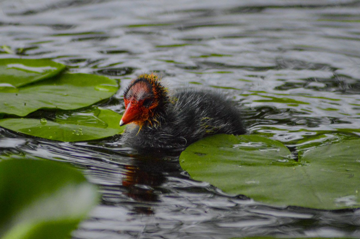 mattythechimp's tweet photo. first time spotting eurasian coot babies at the little lake next to my apartment :) https://t.co/aNbe7s8i2l