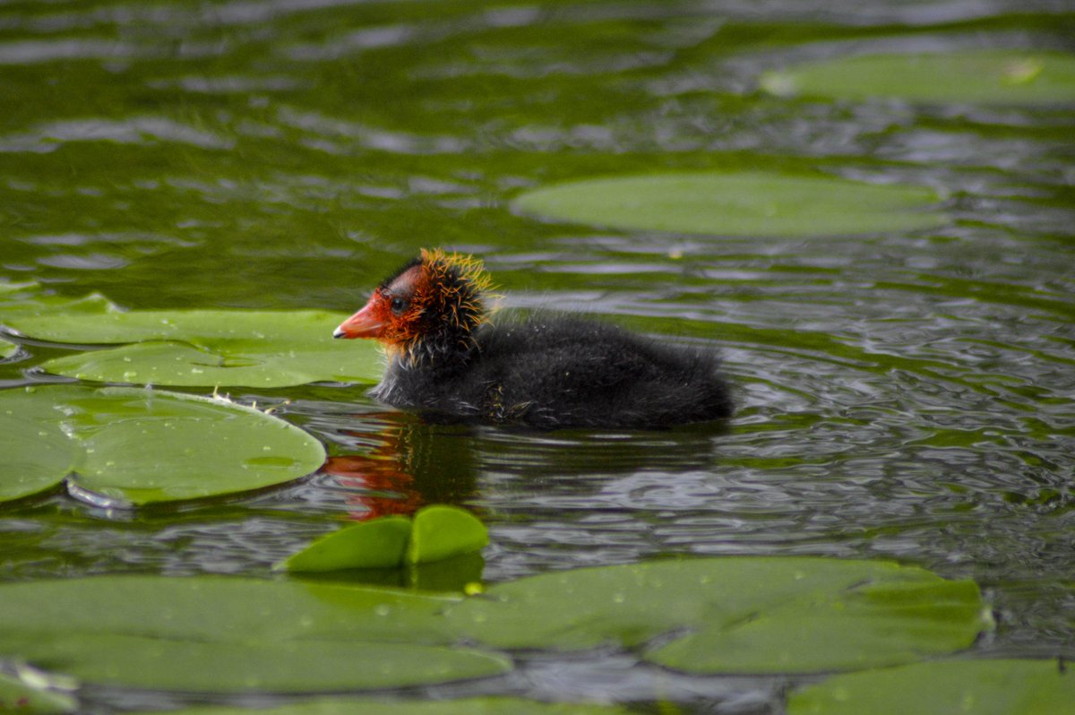 mattythechimp's tweet photo. first time spotting eurasian coot babies at the little lake next to my apartment :) https://t.co/aNbe7s8i2l
