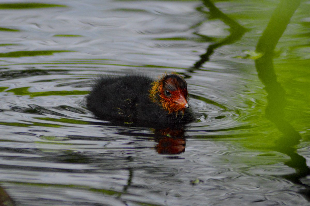 mattythechimp's tweet photo. first time spotting eurasian coot babies at the little lake next to my apartment :) https://t.co/aNbe7s8i2l