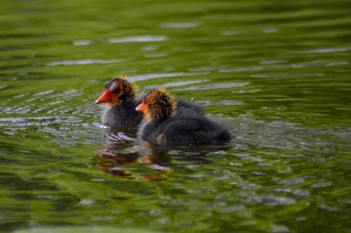 mattythechimp's tweet photo. first time spotting eurasian coot babies at the little lake next to my apartment :) https://t.co/aNbe7s8i2l