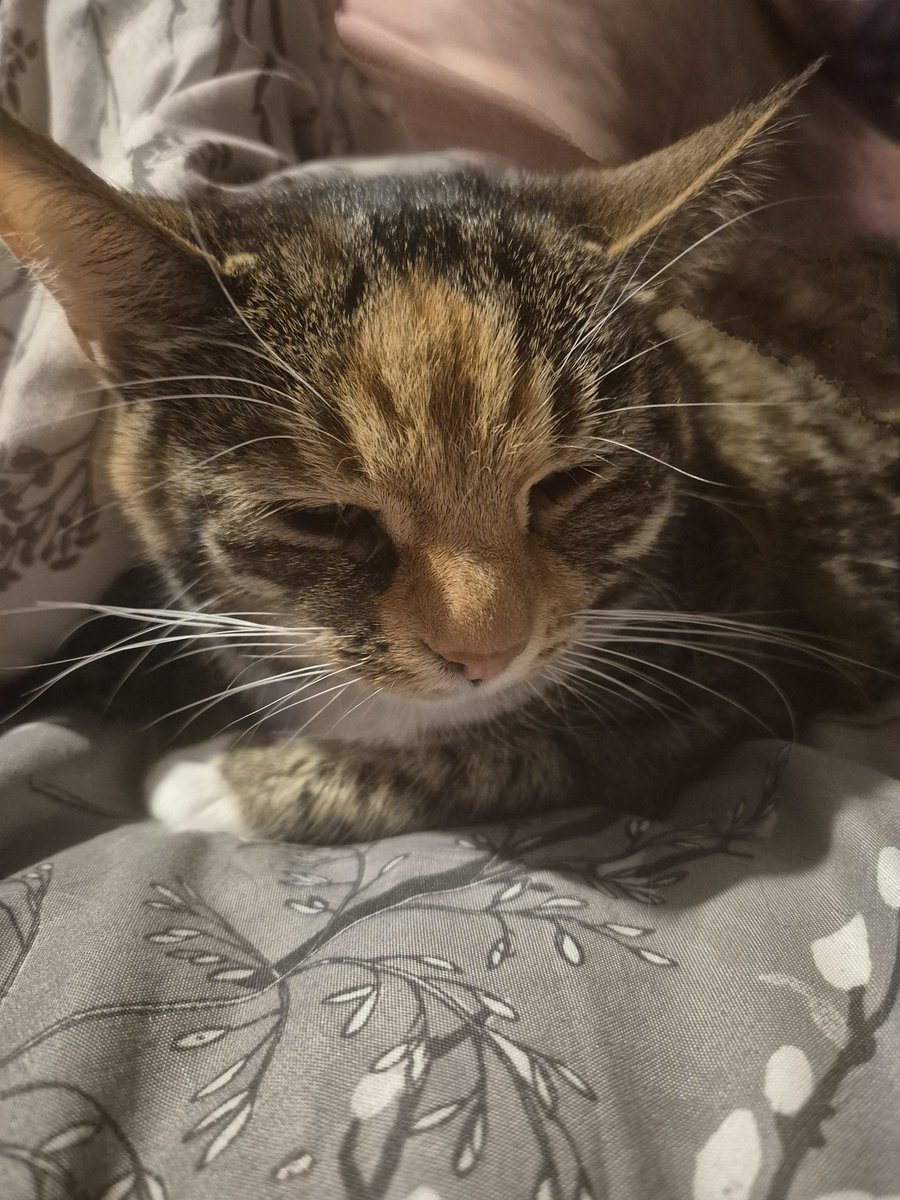 deecoll67's tweet photo. @westbrom7777 Right here we go cat spam incoming ........
Mia https://t.co/KoglEpWewW
