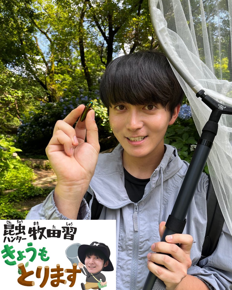 shu1014my's tweet photo. 毎日小学生新聞 連載 「昆虫ハンター牧田習 きょうもとります」本日の記事はタマムシについてです！✨️

僕が小学生の時、憧れの虫だったタマムシとのエピソードなどを記させていただきました！☺️

購読はコチラから🦋　
https://t.co/WilD2IjzSI

※画像の無断転載はお控えください https://t.co/zXOTdlreaZ