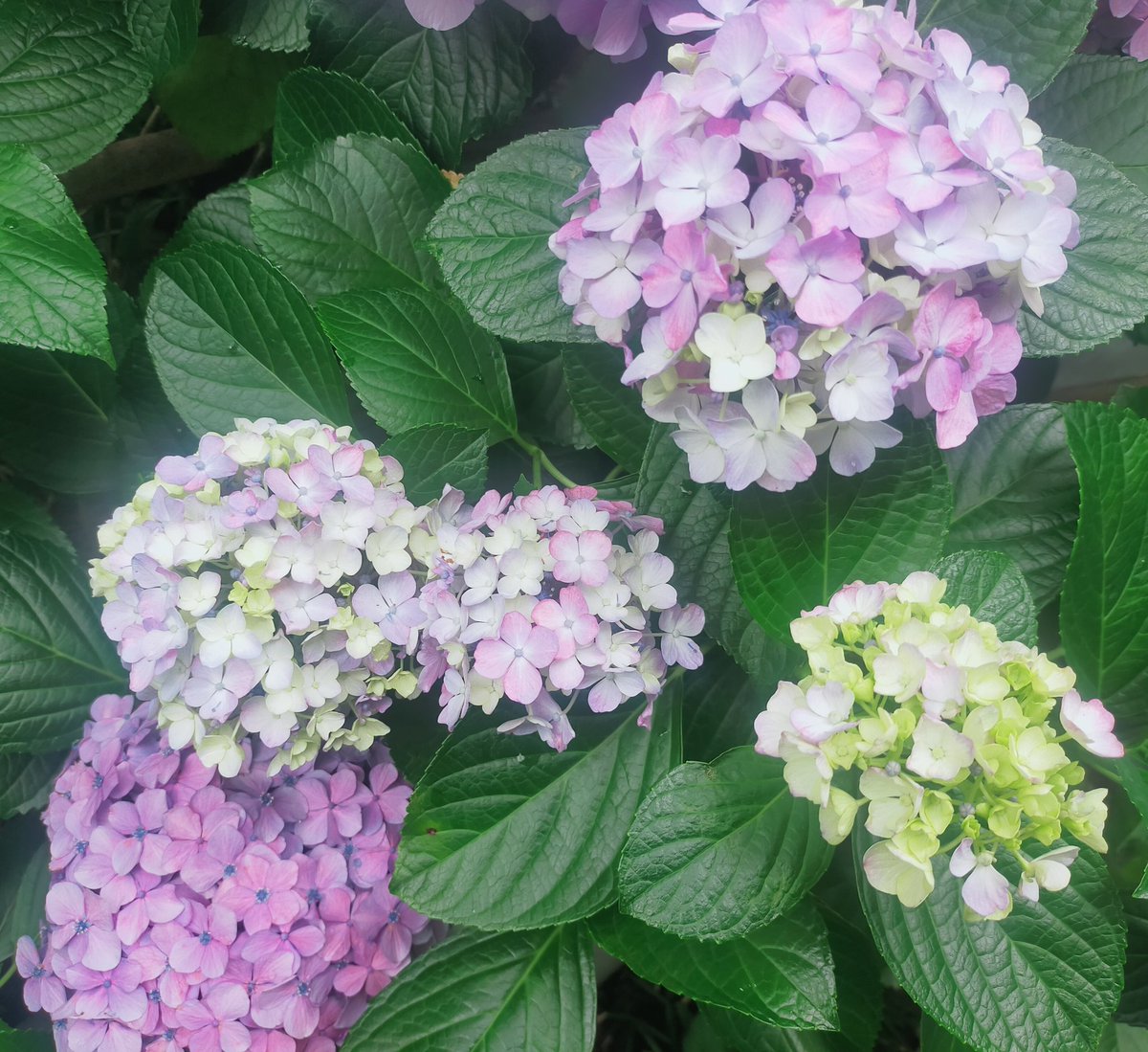 atsuyumin's tweet photo. おはようございます☀️
新しい週のスタート。
梅雨入りで雨の季節到来🌂
これからの季節は綺麗な紫陽花に癒されます😍
昨日は定期的にボディケアに通う施設での初マルシェ。
地域の活気を感じるイベントは嬉しいですね。
今週も楽しんでいきましょう✨
素敵な一日をお過ごし下さい🍀
#おは戦80608jg🌛 https://t.co/DyFKrBuiSJ