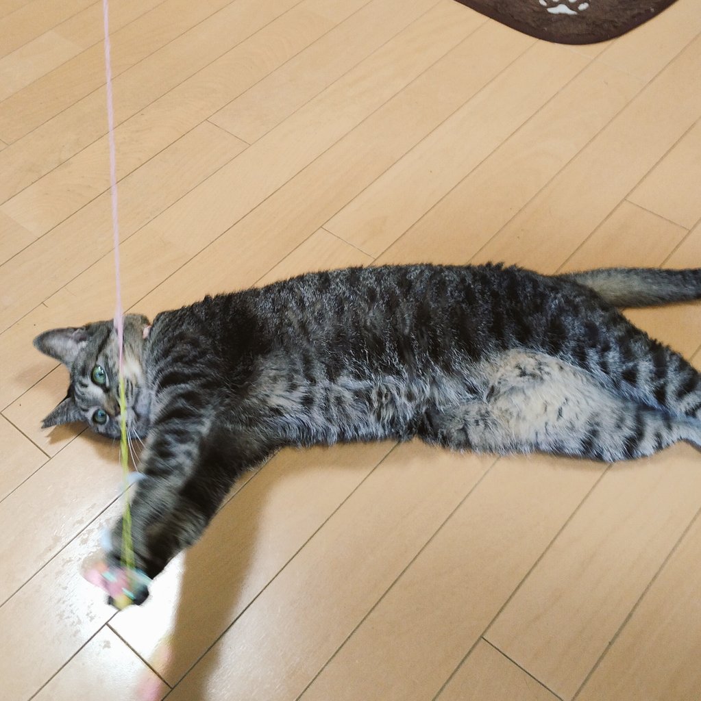 nobu_cat's tweet photo. キャッチ！😊

#ねこのいる幸せ 
#保護猫 
#ねこ写真 
#マミー 
#きじとら猫 https://t.co/XehhC47PAh