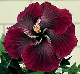 Winclesoft's tweet photo. like a Hibiscus flower https://t.co/bheEaXGtJf