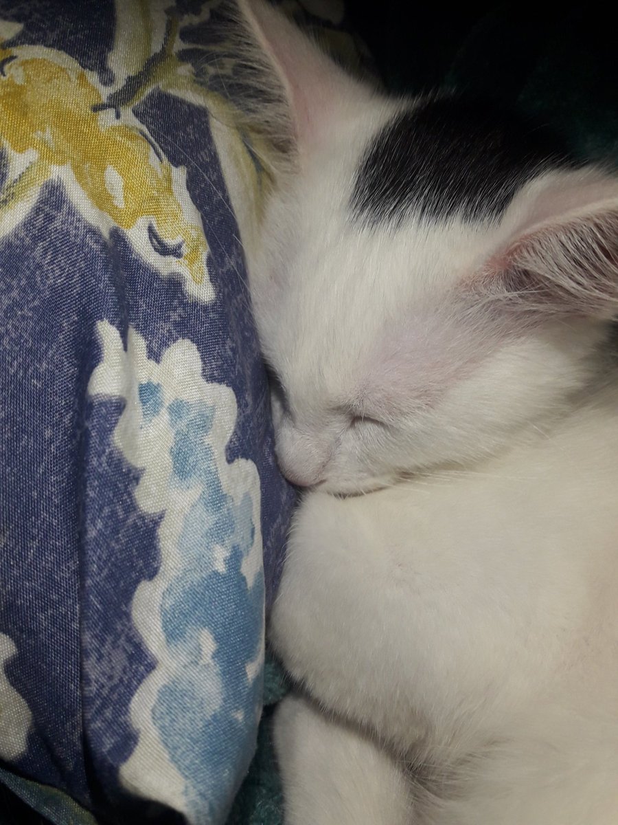 0101Gnik's tweet photo. So cute 😁 https://t.co/ey3trmkudG