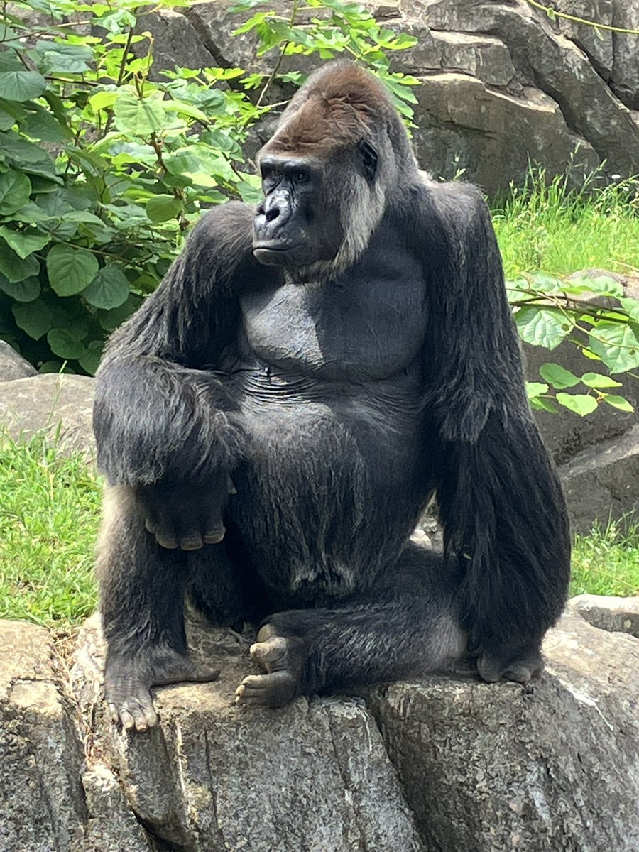 apegorilla's tweet photo. #1日1類人
ちょっと前に撮れた激近モンタさんです。あーあと朝っぱらからチャリンコ壊れました https://t.co/1q1dVtacuM