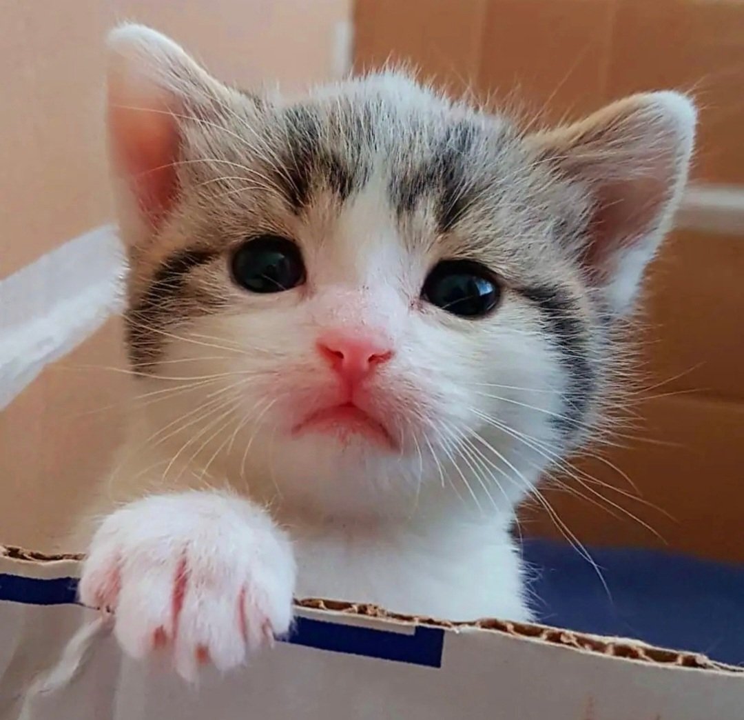 DaisyM55981's tweet photo. Hi , ik ben BOBBI , een lief klein zacht jochie en gek op mijn broertjes David &amp; Pommetje . Papa Abeltje is mijn voorbeeld ...en de mammies ook pfff☺️ https://t.co/Ak5xhdHPO4