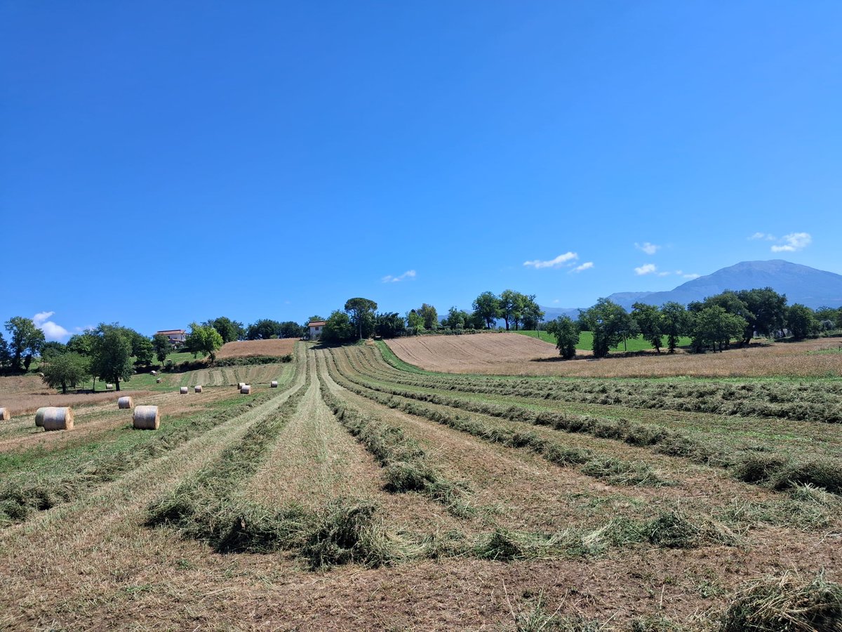 lorisfrat's tweet photo. Tempo di fienagione a Pontecorvo 
(La foto è di Enzo) https://t.co/Op4Or0RMAs