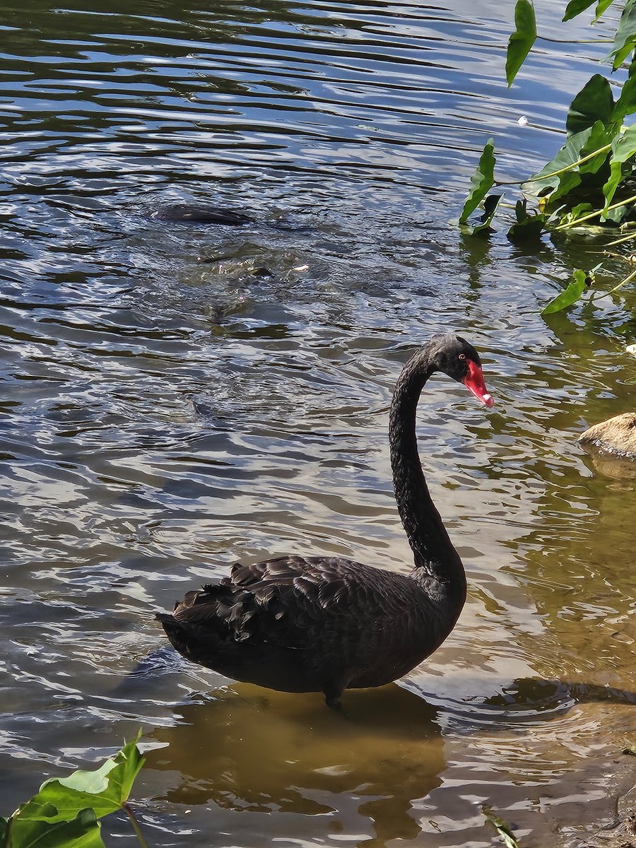 MoussaAnthony's tweet photo. #blackswan soon https://t.co/P8VNO8uEB1