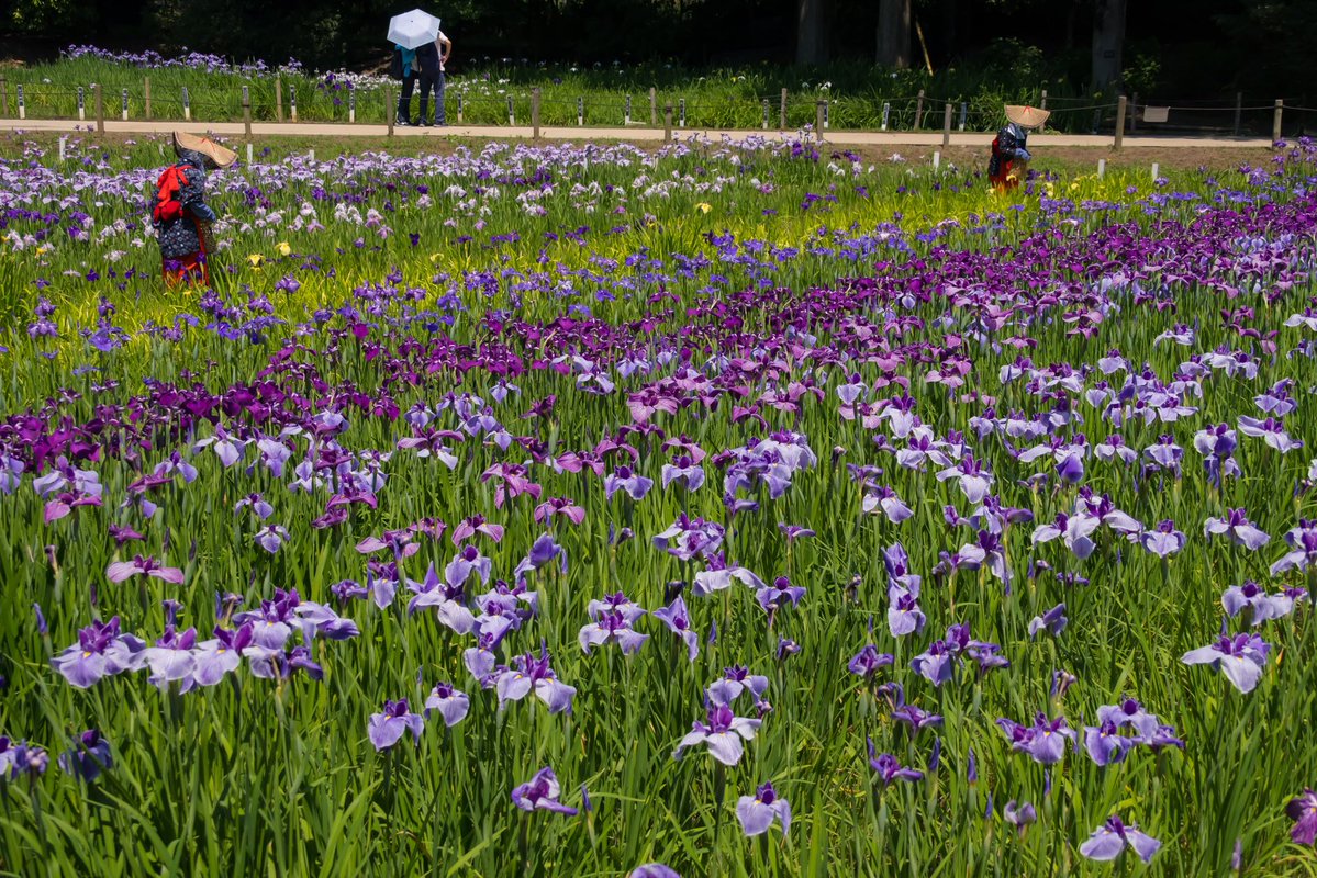 bori_chan's tweet photo. X-T30III
SIGMA 16-300mm
横須賀しょうぶ園 https://t.co/eAOnkmr2As