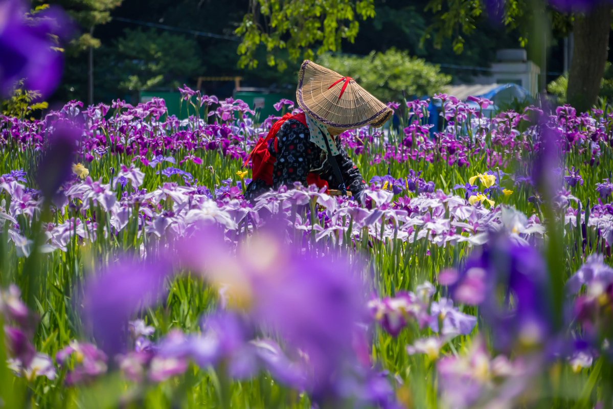 bori_chan's tweet photo. X-T30III
SIGMA 16-300mm
横須賀しょうぶ園 https://t.co/eAOnkmr2As