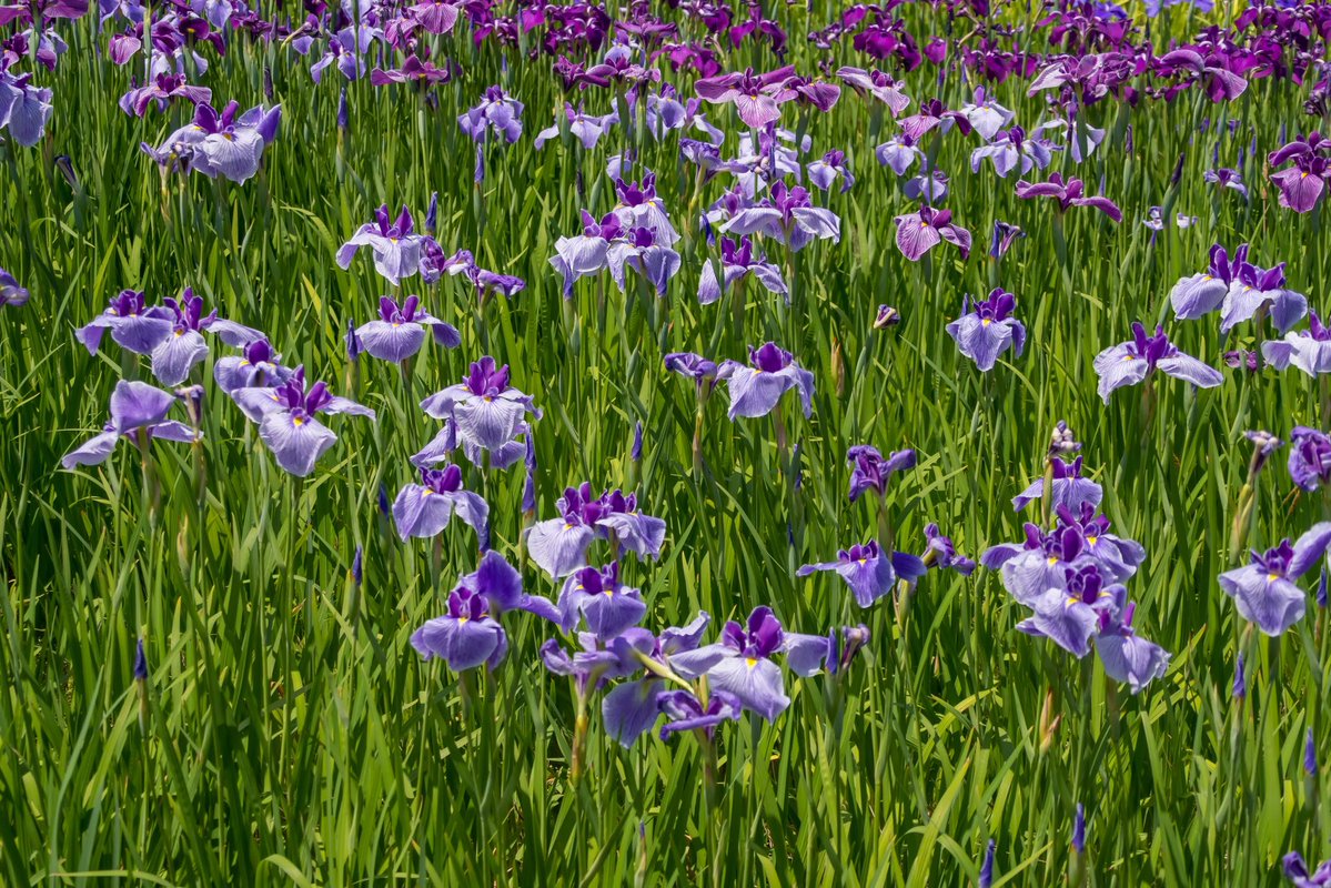 bori_chan's tweet photo. X-T30III
SIGMA 16-300mm
横須賀しょうぶ園 https://t.co/eAOnkmr2As