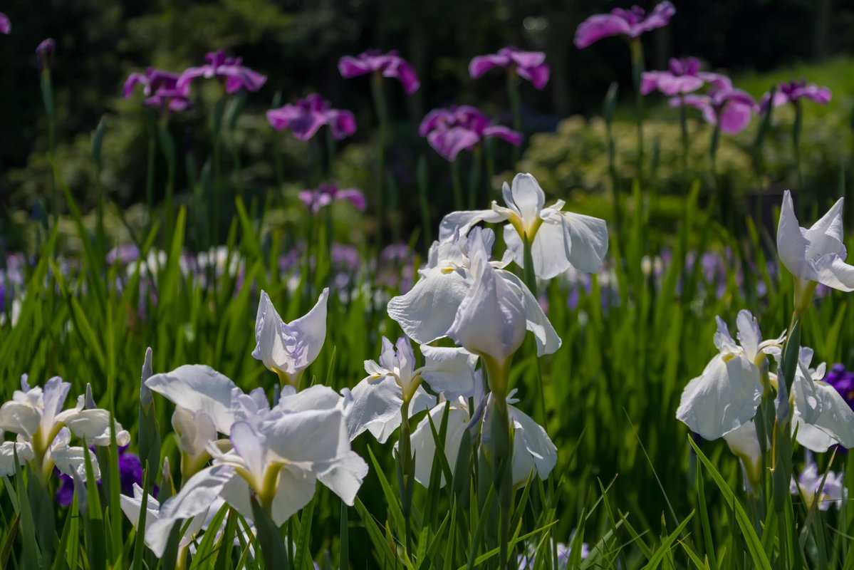 bori_chan's tweet photo. X-T30III
SIGMA 16-300mm
横須賀しょうぶ園 https://t.co/eAOnkmr2As