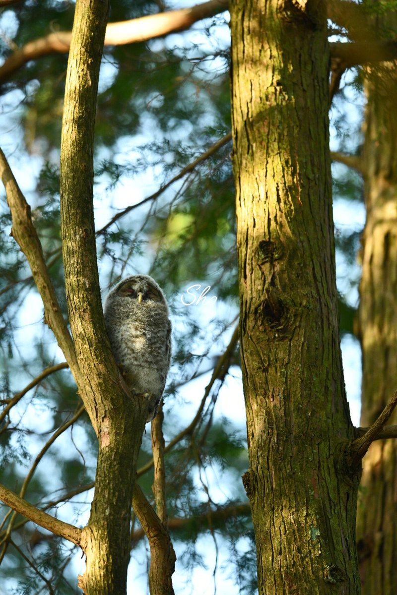 CH0WIVNmXoc0ucP's tweet photo. 月曜日おはようございます🦉☀️
昨日早目に寝れたのが良かったのか、今朝はすこぶる調子がいい…気がする🤣
やっぱり睡眠は大事ですね😎
今週もぼちぼち頑張っていきましょう💪
#フクロウ https://t.co/uqXcGEhxpd