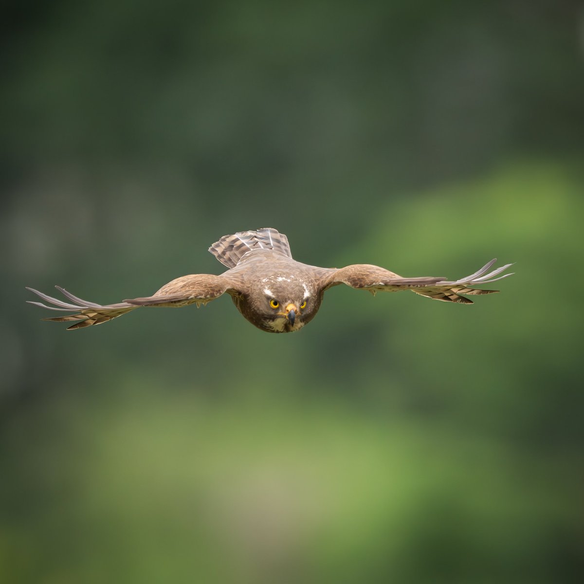 Jimny_JB74_'s tweet photo. サシバ
Grey-faced buzzard

Nikon Z9
NIKKOR Z600㎜　f/4 TC VR-S https://t.co/NGA3fXYWOc