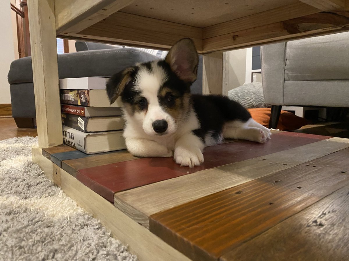thescrotch's tweet photo. 5 years ago yesterday we brought Bucky home. We asked for a red girl, but we couldn’t pass when he was the last one available. It was meant to be. https://t.co/hKsTgvkpCH