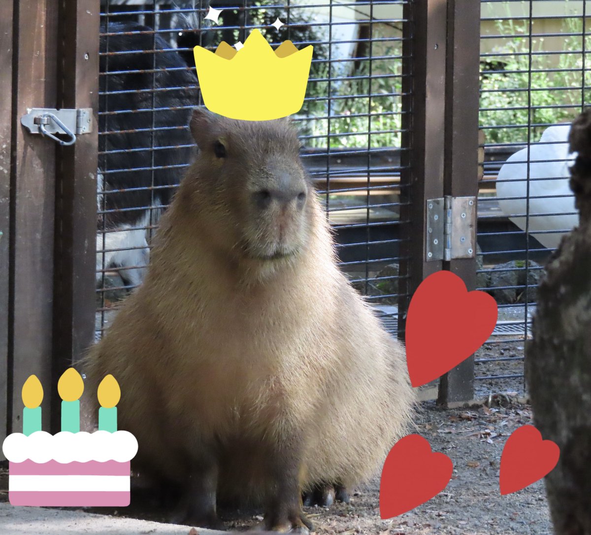 POLLOLYNATAN's tweet photo. 🎂メイちゃんのお誕生日🎂

　　2014年6月8日
　　お父さん:ガビンチョ君
　　お母さん:ジェルミンちゃん
　　兄弟:ネロ君
　　　　  リオ君
　　　　  ロナ君 https://t.co/mnMTBNEizN