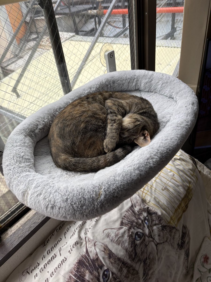 ねこにゃー🐱 (@nekonyaseven) / Posts / X