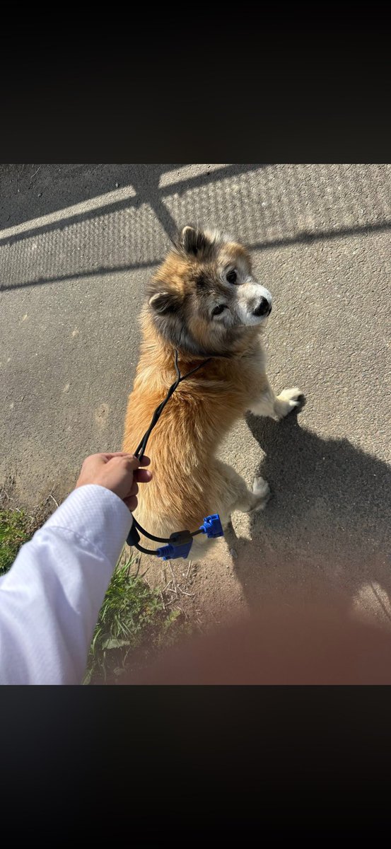 devifujinpug's tweet photo. 【迷子犬を見かけたら】

かれこれ20年前、初めて飼った子が散歩中に首輪が外れて迷子になりました。

諦めていた矢先、失踪後1ヶ月後にゴミ箱でぐったりした様子で見つかり保健所に保護されました。

今でも見つかった時のとても嬉しかった記憶があり
迷子になっている子を見かけたら必ず保護するようになりました。

今まで3回保護しましたが、
運転していたところ独りで彷徨っているわんこを見かけました。

交通量の多い道を歩いていて轢かれてもおかしくなかった。
車から降りて追いかけると首輪も付いていていました。

どうやって確保しようか悩んで、
犬にご飯を持っているように手を差し出して、
近寄ってきたところを車に載っていたケーブルを使って保護しました。
（以前はハンガーを伸ばして輪っかを作り犬の首に巻いて確保）

保健所に電話して捜索願いが出ているか確認したところ出ていませんでした。

警察に電話をして待つこと20分、
警察が来る前に飼い主さんが現れて事なきを得ました！！

13歳のわんこでした。
3時間前に脱走したとのことでした。

歩き方からしても高齢犬であることはわかってたので、本当に飼い主さんが見つかって良かった。

とても喜んでくださいました。
たくさんの愛情を与えてこの子と13年間過ごして来たことが強く伝わりました。

1人で歩いているわんこはこのご時世で野良犬はほとんどいないと思います。

もし威嚇などしてこず、優しい顔で歩いていたら素通りせずに気にかけてあげてください。

その子に大切な家族がいるはずです。
