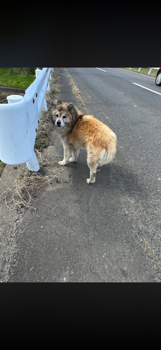 devifujinpug's tweet photo. 【迷子犬を見かけたら】

かれこれ20年前、初めて飼った子が散歩中に首輪が外れて迷子になりました。

諦めていた矢先、失踪後1ヶ月後にゴミ箱でぐったりした様子で見つかり保健所に保護されました。

今でも見つかった時のとても嬉しかった記憶があり
迷子になっている子を見かけたら必ず保護するようになりました。

今まで3回保護しましたが、
運転していたところ独りで彷徨っているわんこを見かけました。

交通量の多い道を歩いていて轢かれてもおかしくなかった。
車から降りて追いかけると首輪も付いていていました。

どうやって確保しようか悩んで、
犬にご飯を持っているように手を差し出して、
近寄ってきたところを車に載っていたケーブルを使って保護しました。
（以前はハンガーを伸ばして輪っかを作り犬の首に巻いて確保）

保健所に電話して捜索願いが出ているか確認したところ出ていませんでした。

警察に電話をして待つこと20分、
警察が来る前に飼い主さんが現れて事なきを得ました！！

13歳のわんこでした。
3時間前に脱走したとのことでした。

歩き方からしても高齢犬であることはわかってたので、本当に飼い主さんが見つかって良かった。

とても喜んでくださいました。
たくさんの愛情を与えてこの子と13年間過ごして来たことが強く伝わりました。

1人で歩いているわんこはこのご時世で野良犬はほとんどいないと思います。

もし威嚇などしてこず、優しい顔で歩いていたら素通りせずに気にかけてあげてください。

その子に大切な家族がいるはずです。
