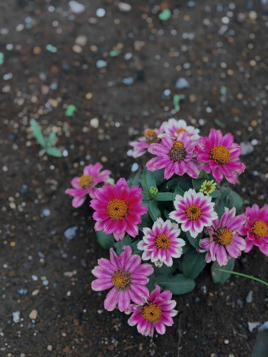 neeeemo_o's tweet photo. おはよ¨̮∗

今日もhappyにね https://t.co/wXhUtrMO59