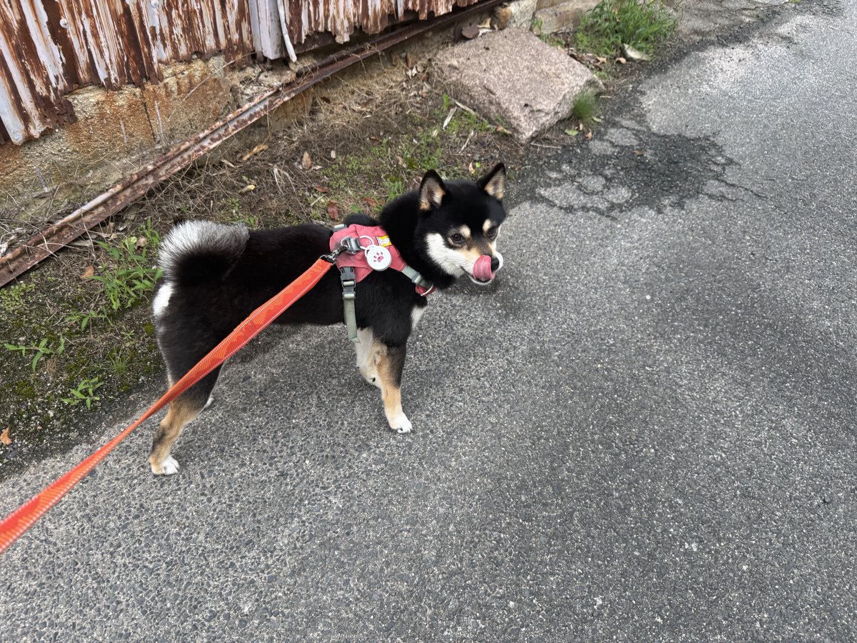 bra_ford's tweet photo. 5時55分♥•ᴥ•♥ https://t.co/bSNvet0TBj