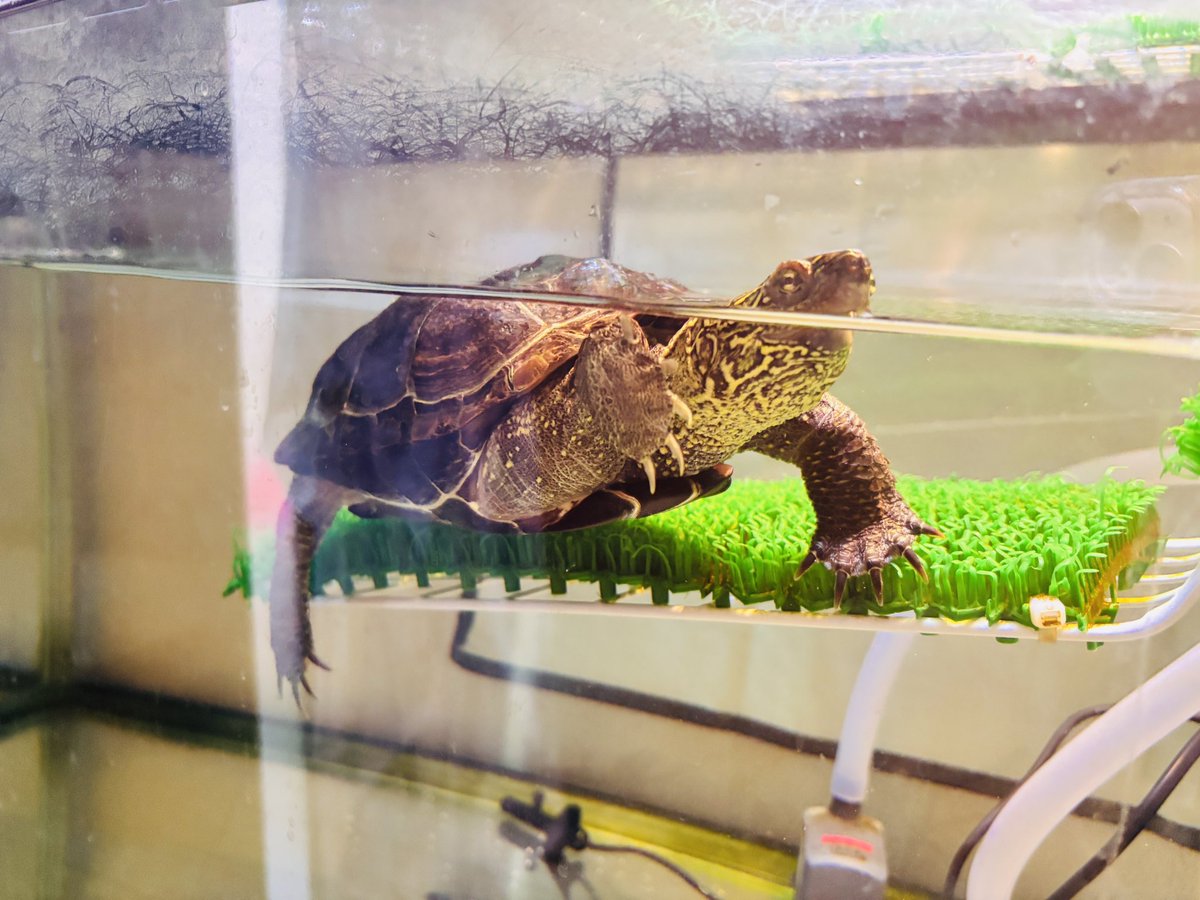 JS2LSB's tweet photo. おは🐢✌️

今日もいってらっしゃ〜 https://t.co/20g2p2anoS
