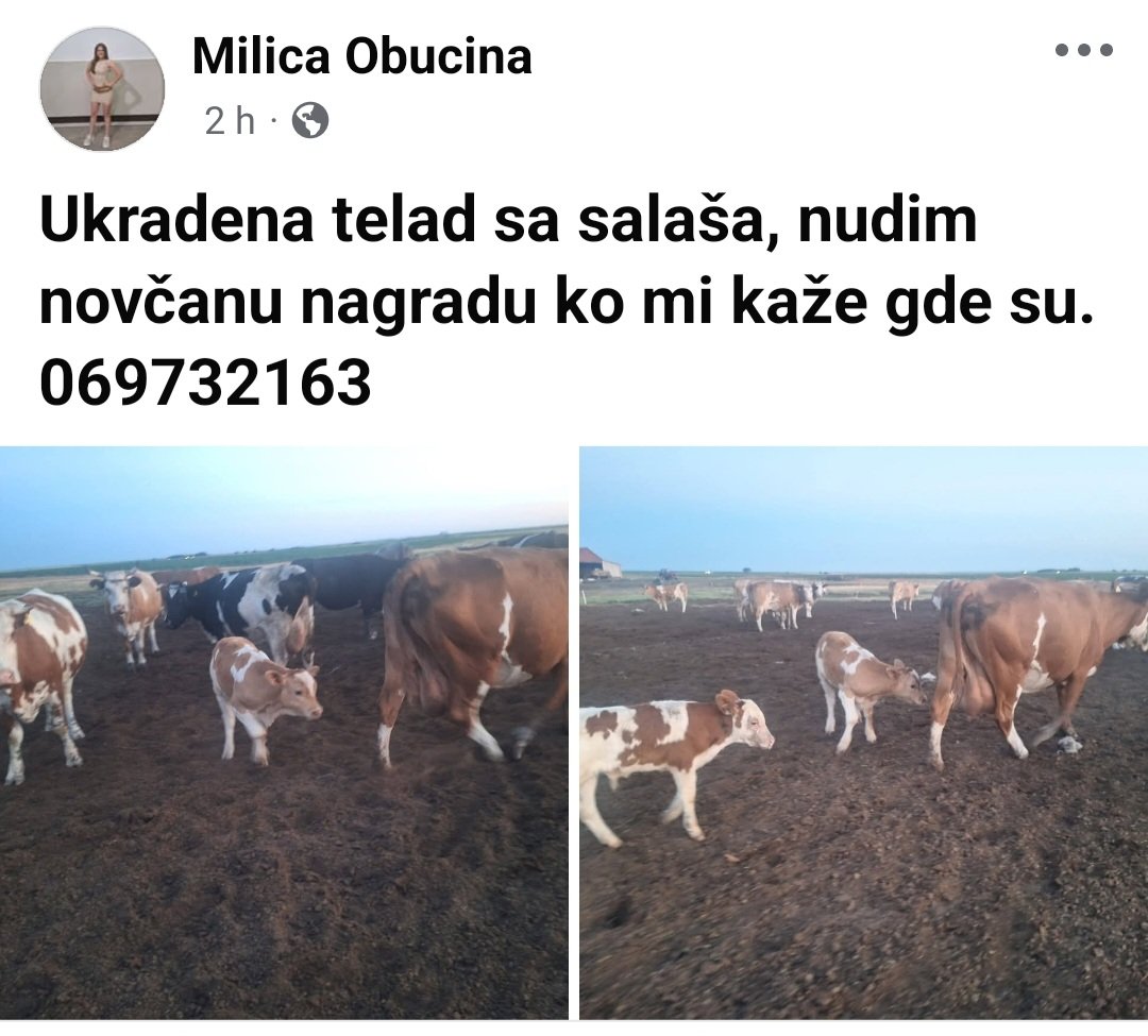 BlagicaKostic's tweet photo. Danas su ovim vrednim ljudima iz Melenaca ukradena telad sa salaša. Hajde da im pomognemo da ih nađu, molim za RT, da što više ljudi da vidi objavu. Molim i @policijasrbije i @IvicaDacic_SPS da se zauzmu za ove jadne ljude i pomognu im da vrate svoje blago! Prijavili su krađu. https://t.co/8lQhaIfX9s