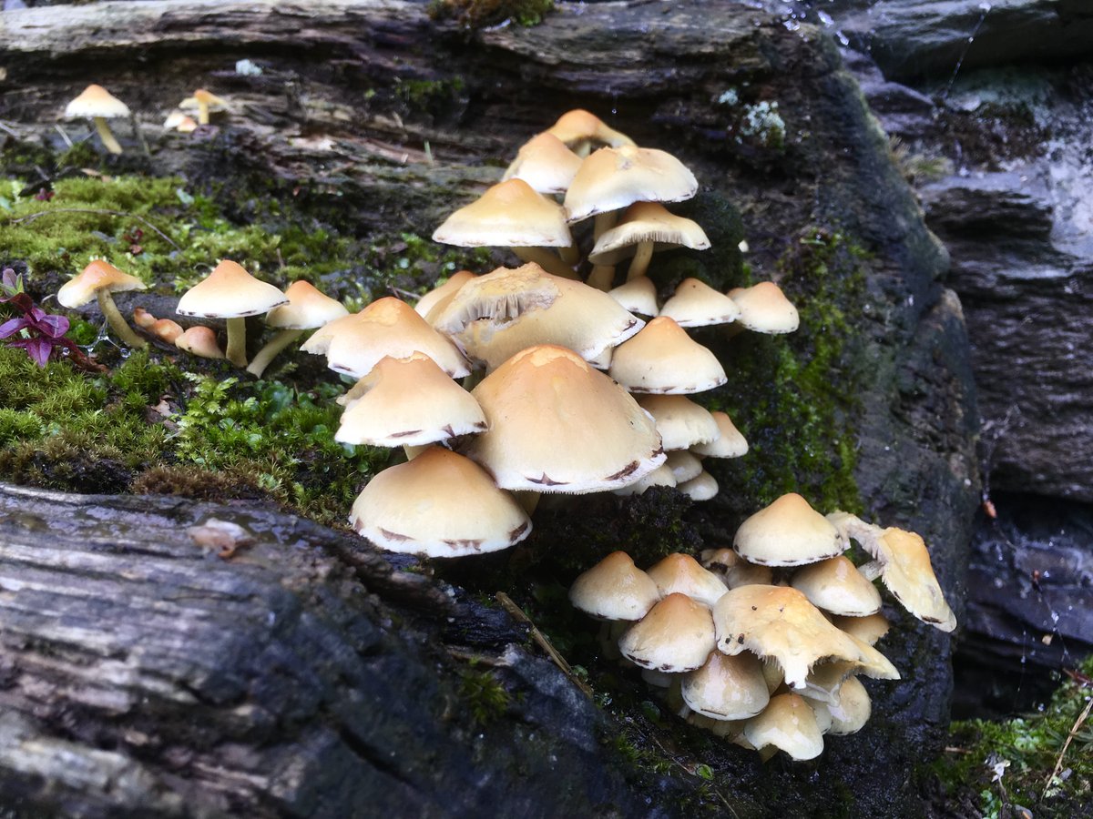 dominicprice105's tweet photo. Seen on an old boreen a few yrs back while out for a cycle. #fungi https://t.co/fdJp3lU9Pf
