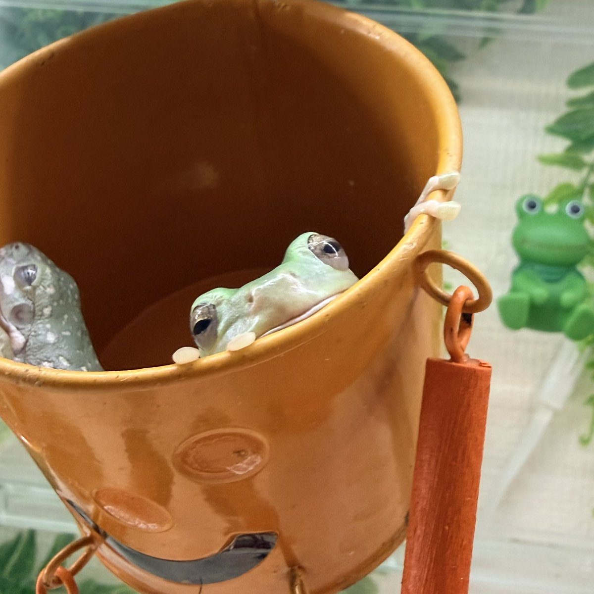 kero_kts's tweet photo. おはようございます🐸💙🩵
#イエアメガエル https://t.co/7XVm1pjX91