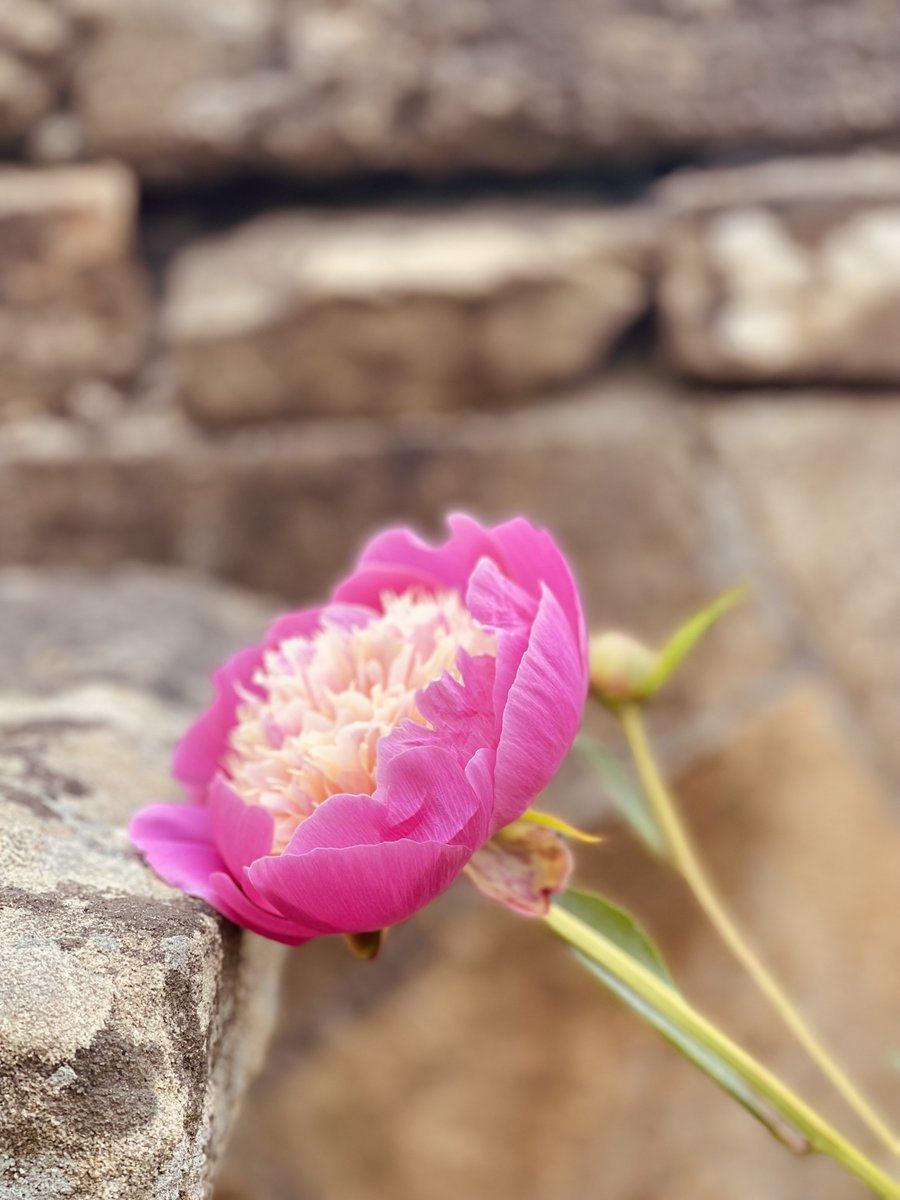 THUNTER_x's tweet photo. Peonies,at Chatsworth today. 💓🌿 https://t.co/XfSoUTmdUi