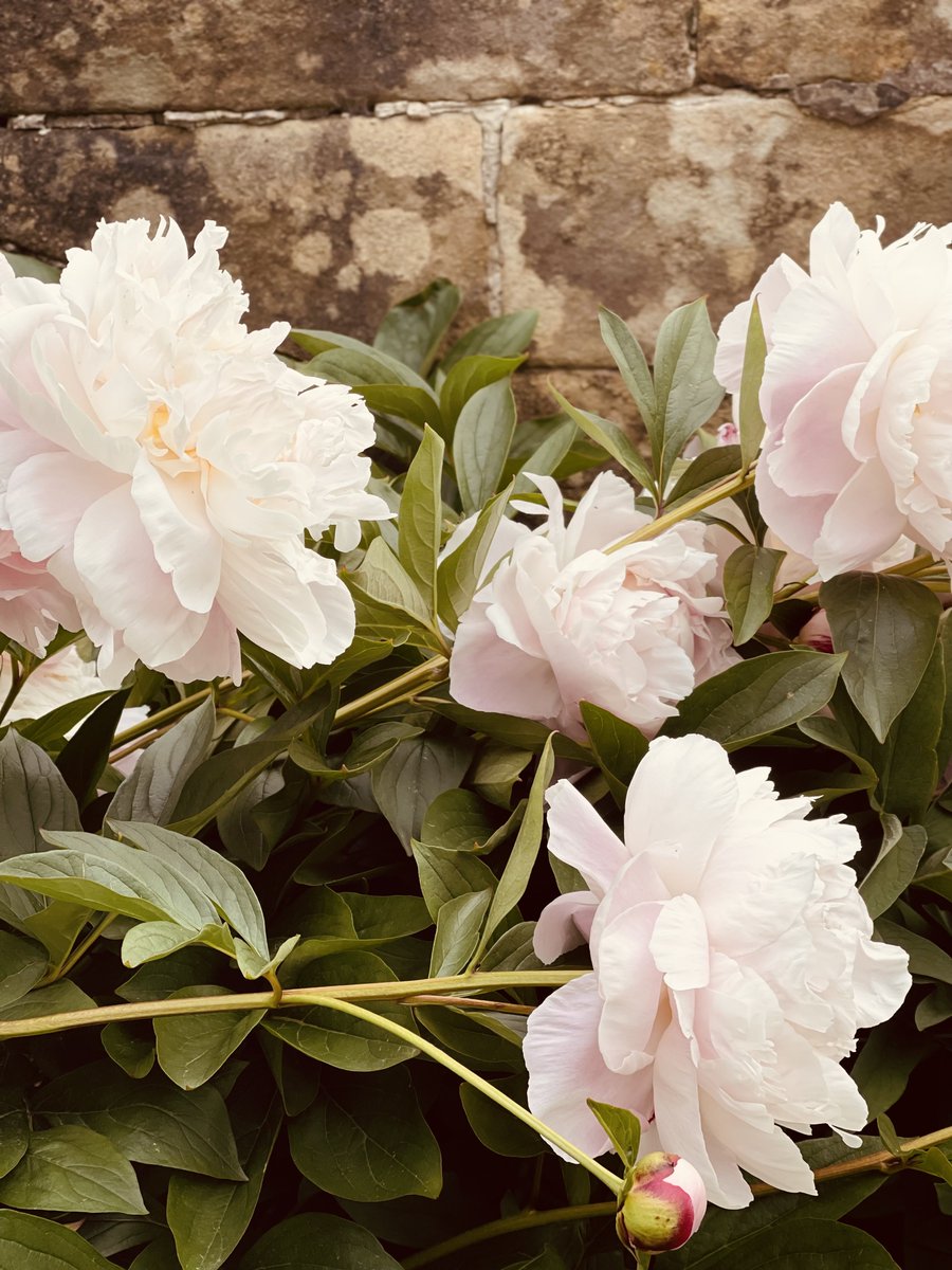 THUNTER_x's tweet photo. Peonies,at Chatsworth today. 💓🌿 https://t.co/XfSoUTmdUi