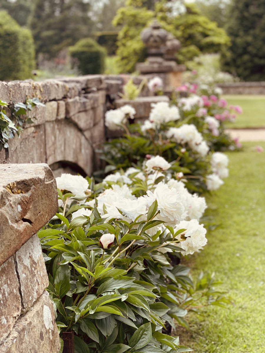 THUNTER_x's tweet photo. Peonies,at Chatsworth today. 💓🌿 https://t.co/XfSoUTmdUi