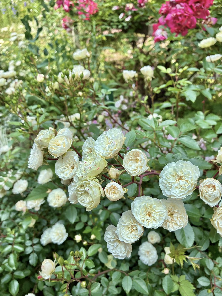 Rabbit260325's tweet photo. 優しい色のバラ🤍
優雅に咲いていました🐰🌿 https://t.co/SulQ7mlU5d