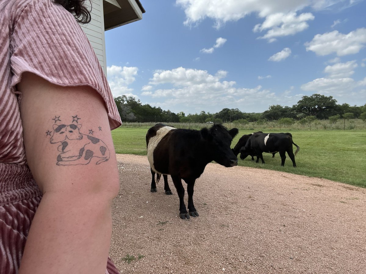 cinemacurls's tweet photo. at a wedding and there are cows????? https://t.co/1msjdSsrUz