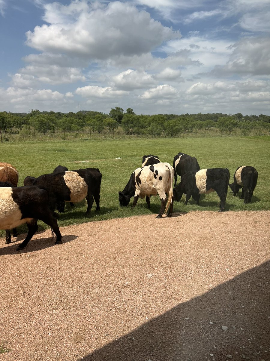 cinemacurls's tweet photo. at a wedding and there are cows????? https://t.co/1msjdSsrUz