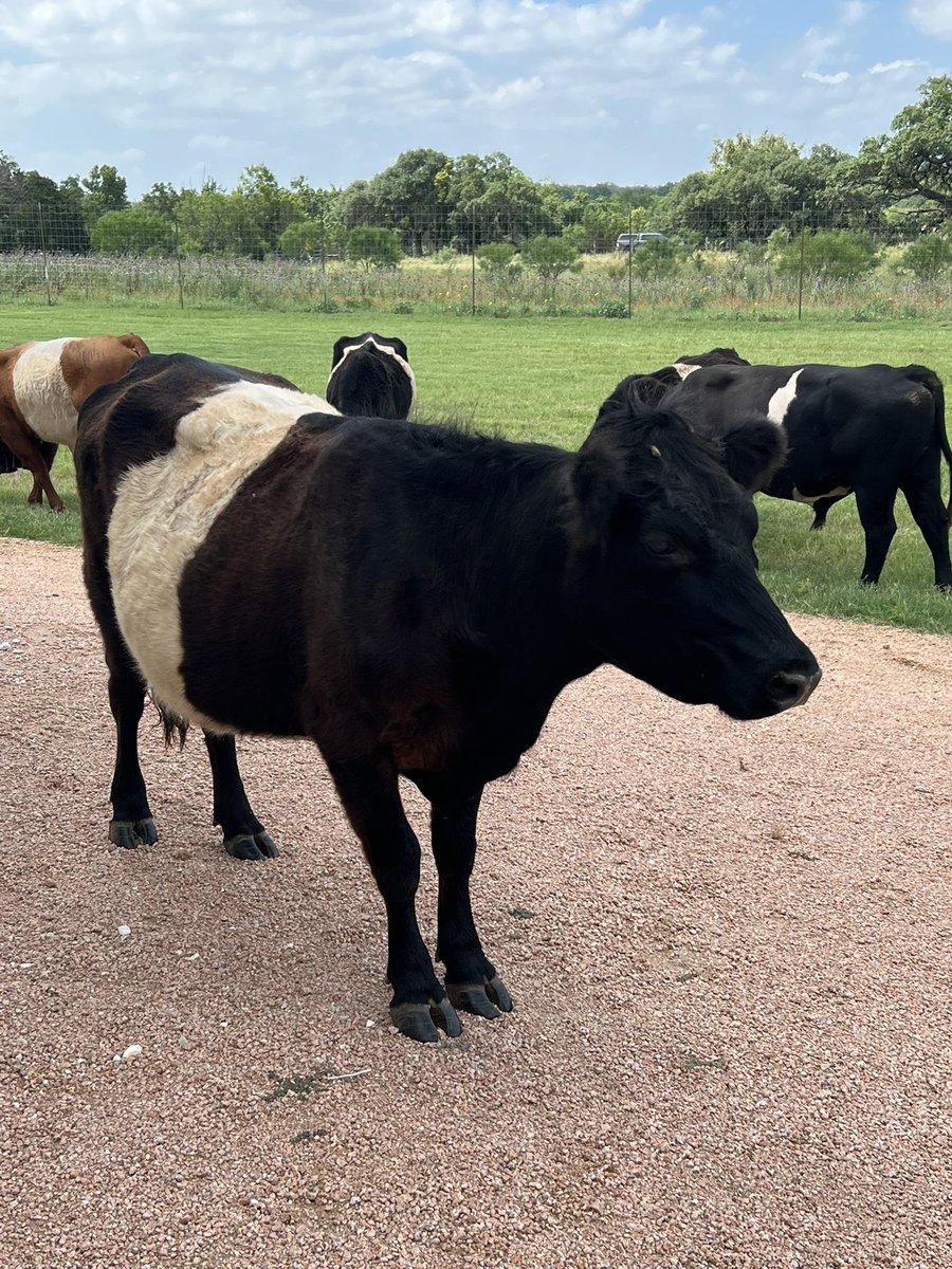 cinemacurls's tweet photo. at a wedding and there are cows????? https://t.co/1msjdSsrUz
