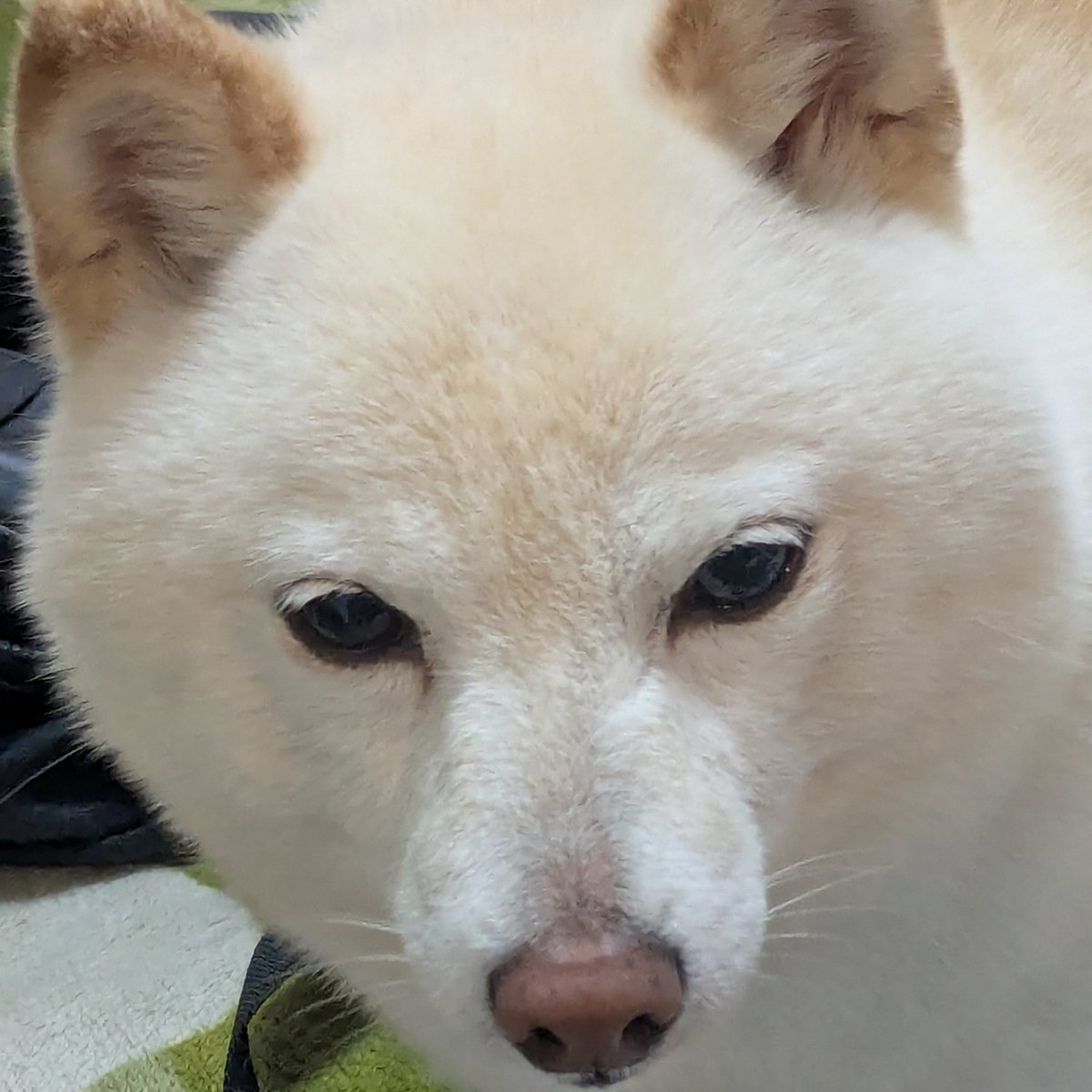 cb1000sf's tweet photo. すまんのぉ
パン耳禁止令が出たんじゃ https://t.co/hi1EXzOcHi