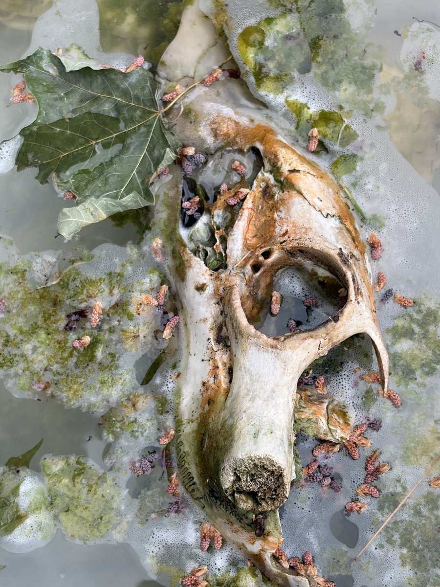 lenaofthebriar's tweet photo. Pareidolia https://t.co/TOi4HWY5i5