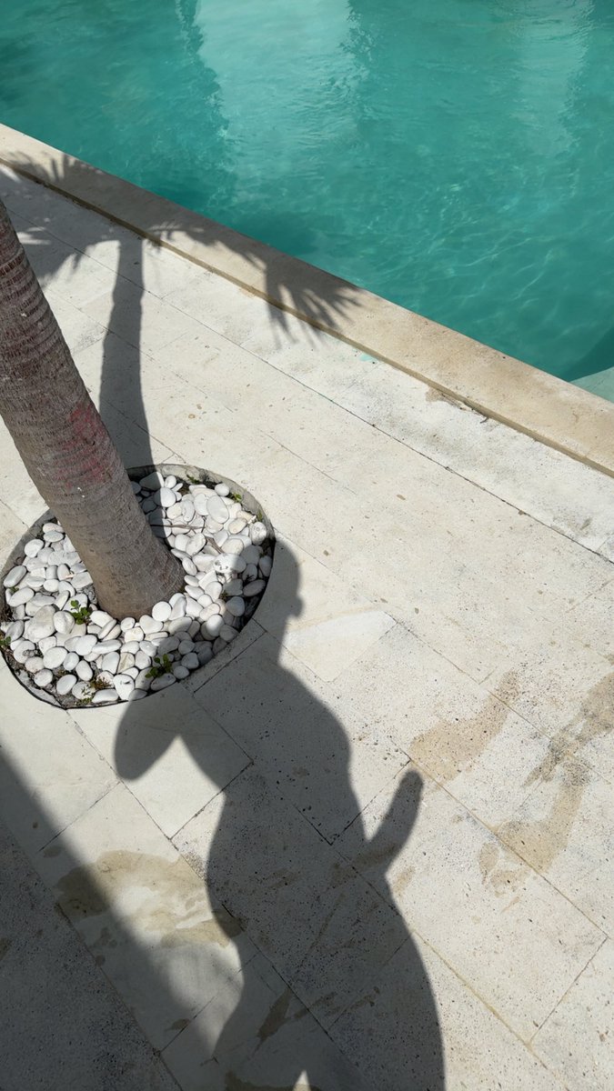 visionsofdaniel's tweet photo. 🌴 https://t.co/Nn1kYK8rNK