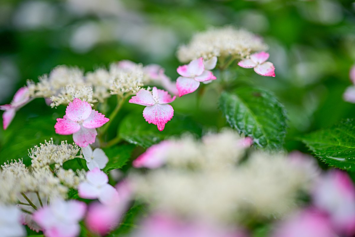 11_cats's tweet photo. 雨の日は紫陽花
『季節もの』なので
一応押さえておきます

#紫陽花　
#アジサイ　
#NikonZ8
#Nikkor50mmf12 https://t.co/ynz5egdZgL