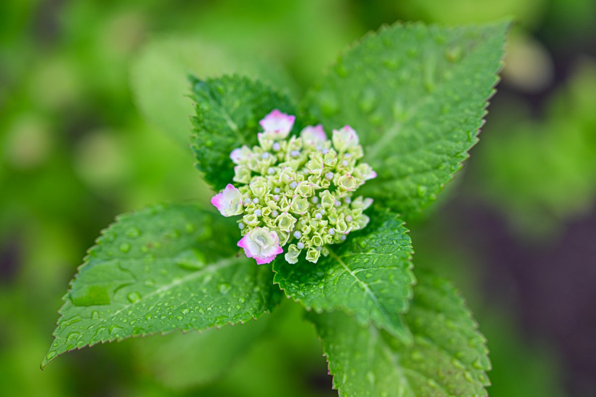 11_cats's tweet photo. 雨の日は紫陽花
『季節もの』なので
一応押さえておきます

#紫陽花　
#アジサイ　
#NikonZ8
#Nikkor50mmf12 https://t.co/ynz5egdZgL