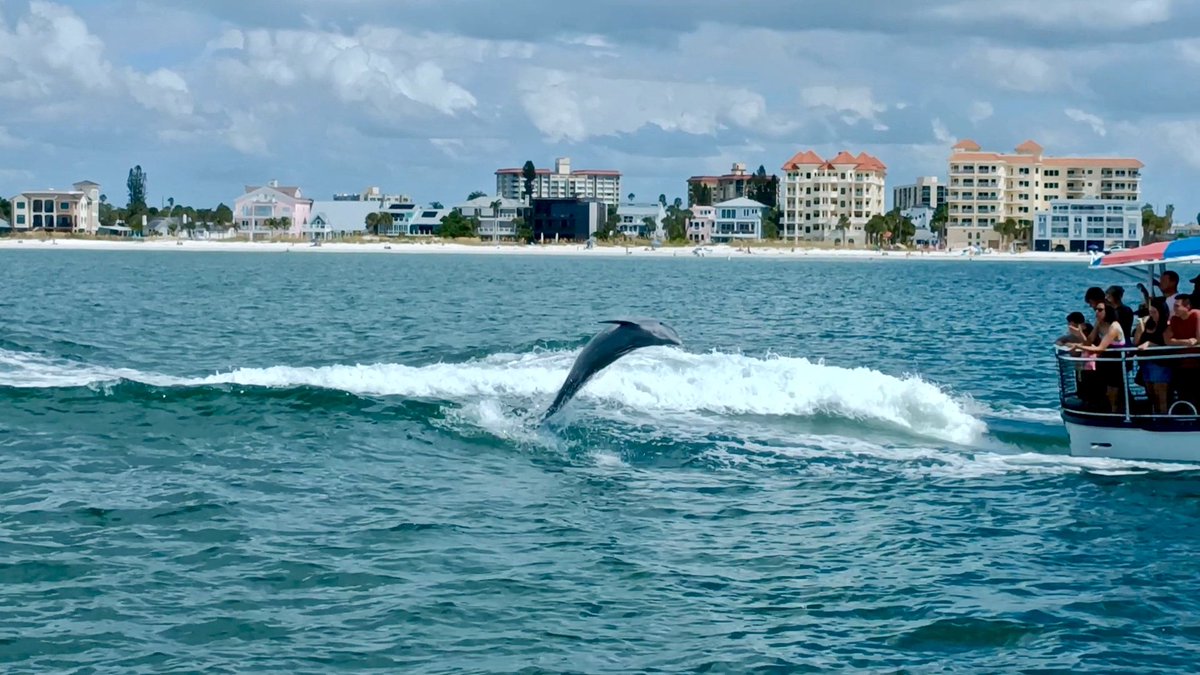 ronintres's tweet photo. @OKatert Geweldig hè,ik zag ze in Clearwater Beach in maart https://t.co/fNFXKH4PI5