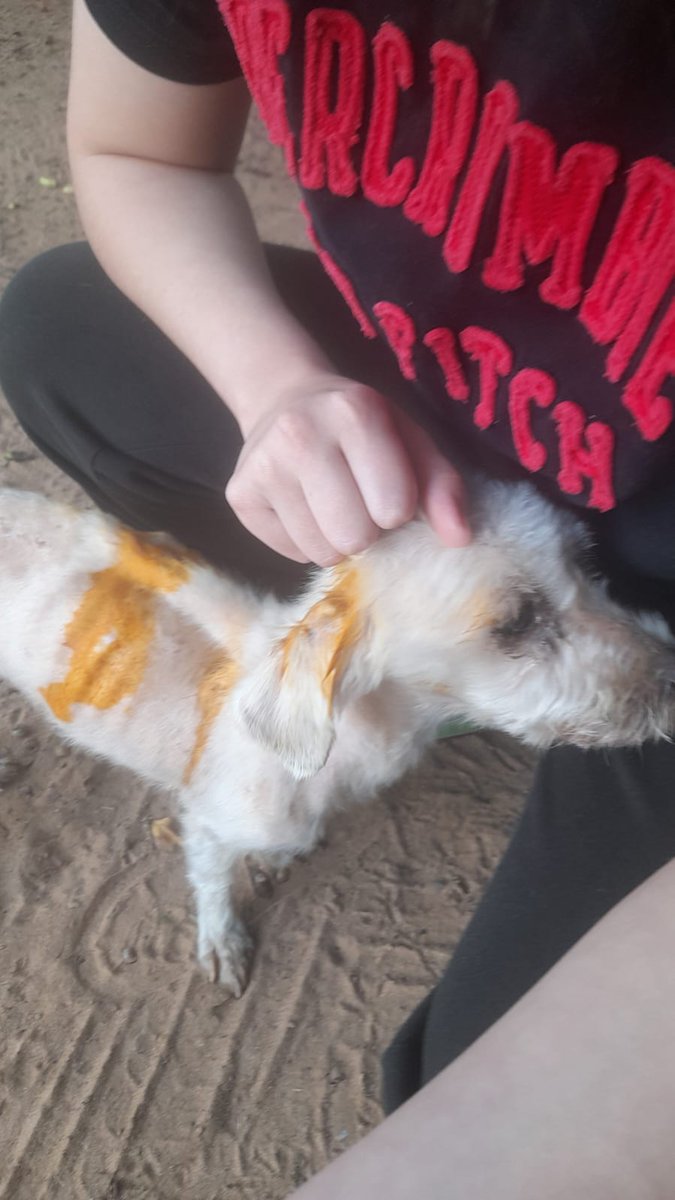 TiFaNiiii's tweet photo. Perrito abandonado en el barrio san Jorge de Mariano roque Alonso.. le están reteniendo.. está muy flaco, encías pálidas.. cualquier aporte suma y sirve para poder hacerle sus análisis.. 🙏❤️‍🩹
Mi alias es mi ci 2446636 Ueno bank Stephanie Bogado Tervit https://t.co/PHmtSjVdtc