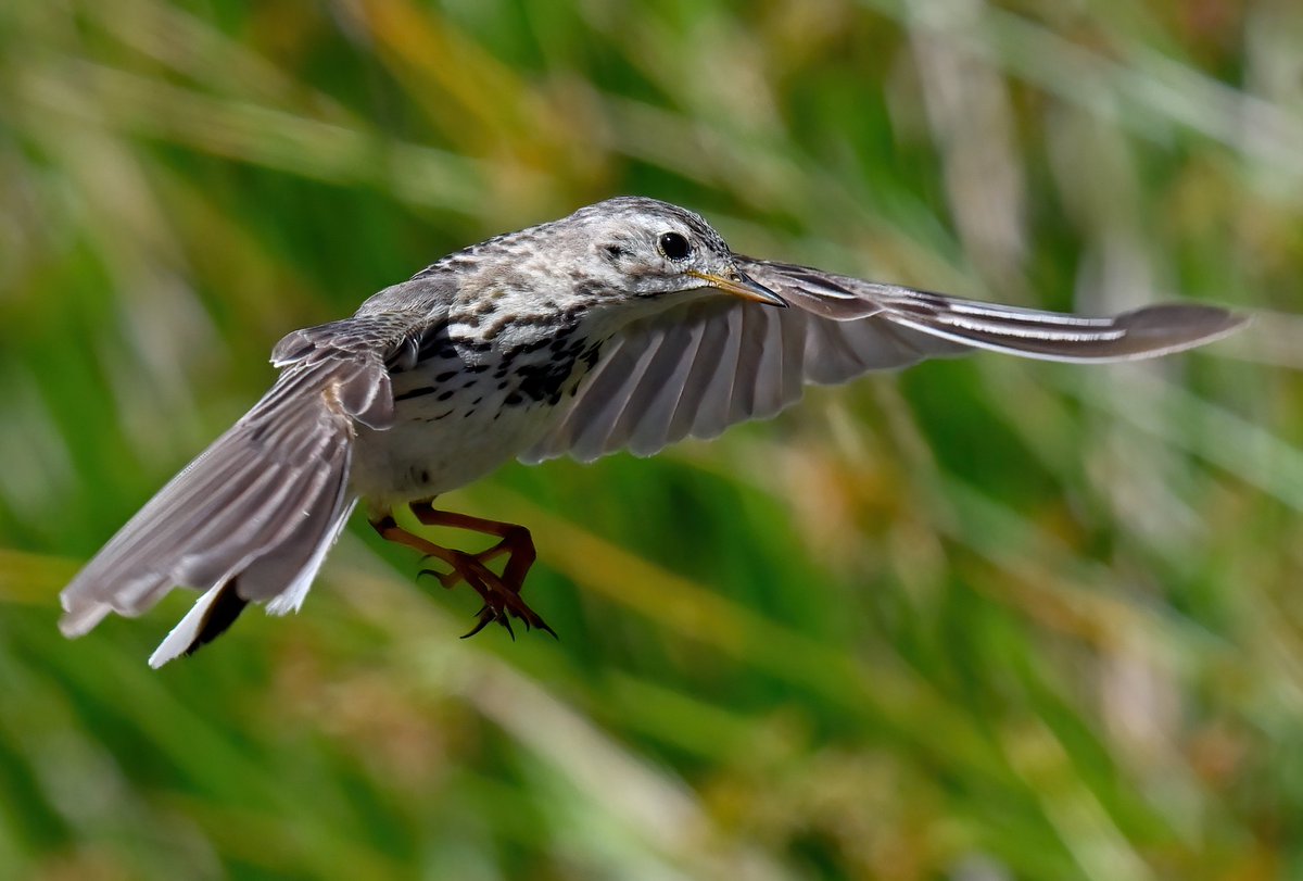 CarlBovisNature's tweet photo. A hovering Meadow Pipit at Martin's Haven in Wales. 😍😊🐦 https://t.co/mzPMfiWenu